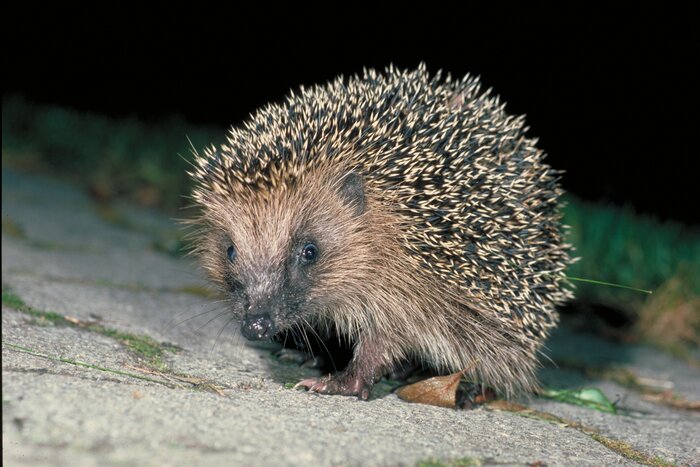 Ein Igel auf einer Strasse in der Dämmerung.