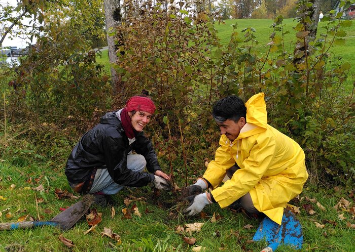 Zwei Menschen pflanzen eine Hecke.