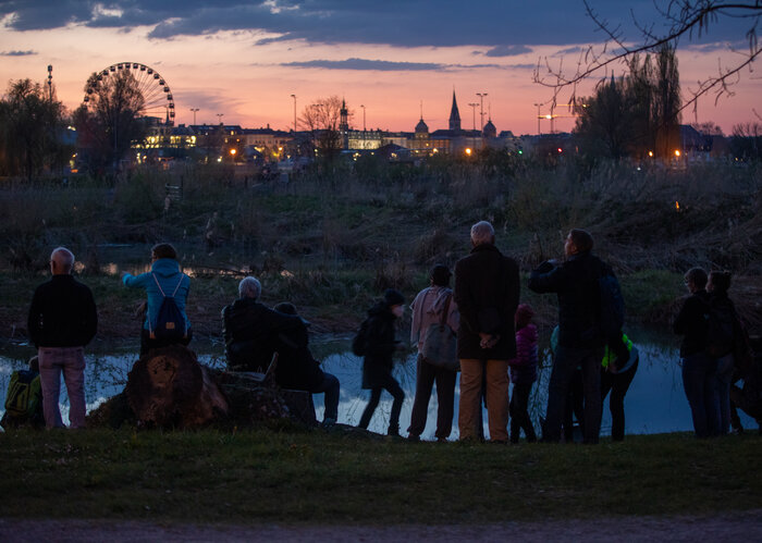 Mehrere Personen schauen in den Abendhimmel, auf der Suche nach Fledermäusen.