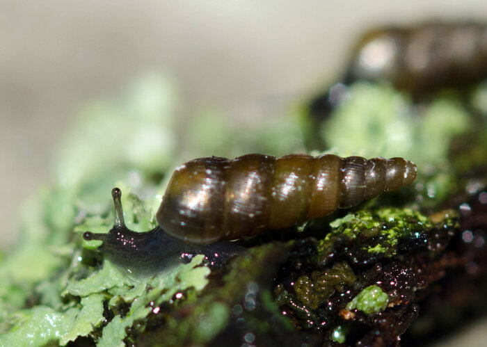 Eine Zahnlose Schliessmundschnecke kriecht über eine Flechte an einem Baum. Die Schnecke ist schwarz und hat ein geringeltes, längliches Gehäuse.