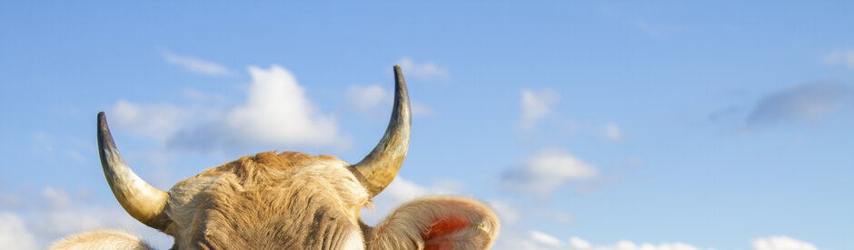 Es sind im Vordergrund die Hörner einer Kuh vor einem leicht bewölkten Himmel zu erkennen.