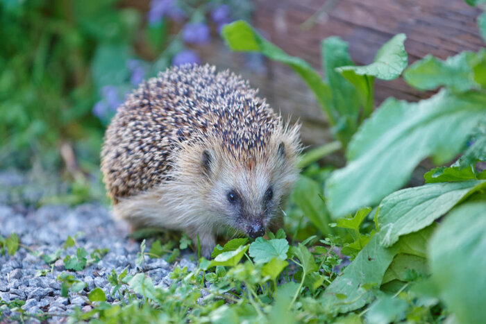 Ein Igel, welcher durch einen Garten streift, in der nähe einer Hauswand.