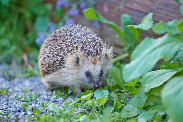 Ein Igel, welcher durch einen Garten streift, in der nähe einer Hauswand.