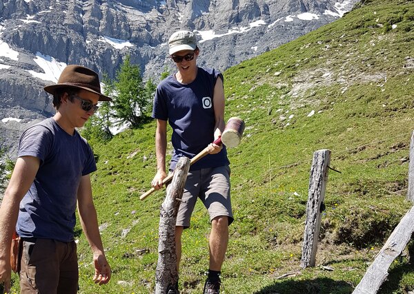 Zwei Personen schlagen Zaunpfähle auf einer Alp ein.