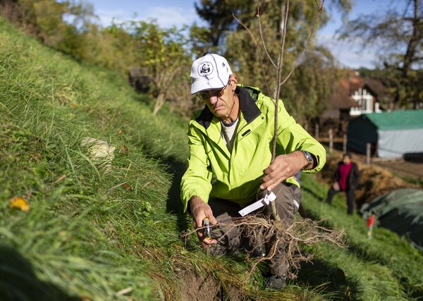 Ein freiwilliger Natureinsatzleitender des WWF erklärt anhand von einem Heckenpflanzling deren Pflanzung.