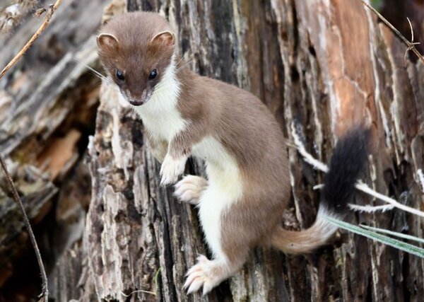 Ein Hermelin in braunem Sommerkleid sitzt auf einem Holzstamm. Gesichtet im Kaltbrunner Riet.