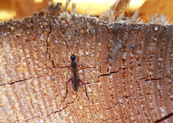 Ein Insekt sitzt auf einem Holzstück.