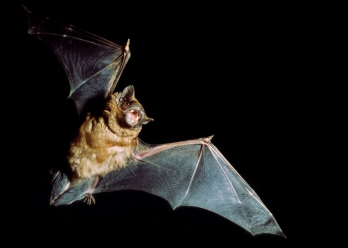 Eine Fledermaus fliegt durch den Nachthimmel.