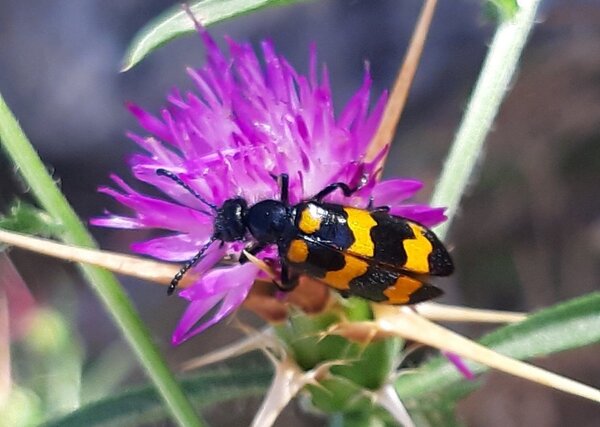 Ein schwarz, gelb gestreifter Ölkäfer sitzt auf einer violetten Flockenblume.