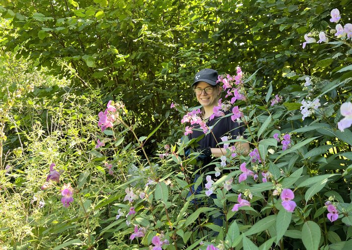 Unsere Praktikantin hinter drüsigem Springkraut versteckt, in einem Waldstück.