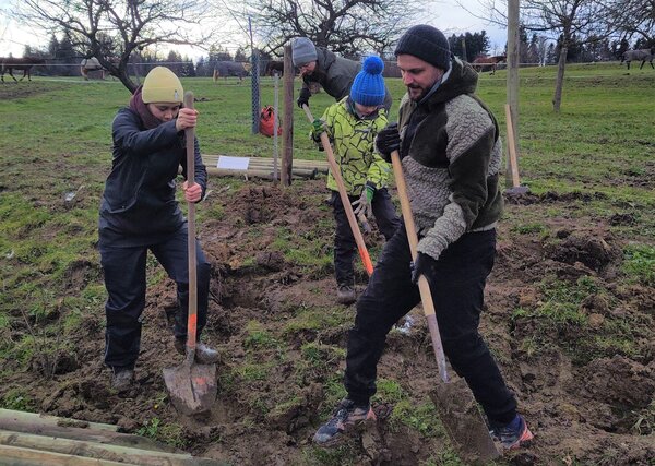 Vier Freiwillige schaufeln Löcher für die Heckenpflanzung.