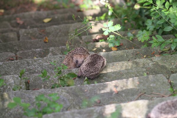 Zwei Igel beschnuppern einander auf einer Treppe.