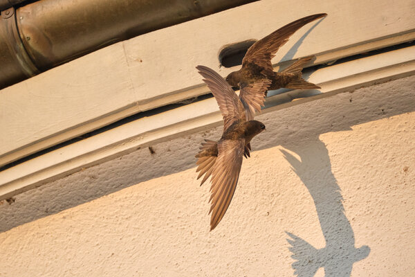 Zwei Mauersegler fliegen vor Ihrem Nest herum.
