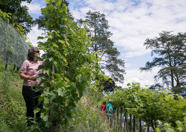 Eine freiwillige Natureinsatzhelfende beim Natur vebindet-Einsatz in einem Rebberg bei Thal