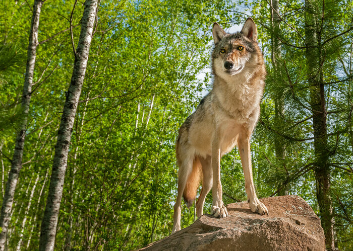 Ein Wolf trohnt auf einem Felsvorsprung in einem Wald.