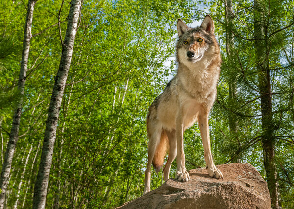 Ein Wolf trohnt auf einem Felsvorsprung in einem Wald.