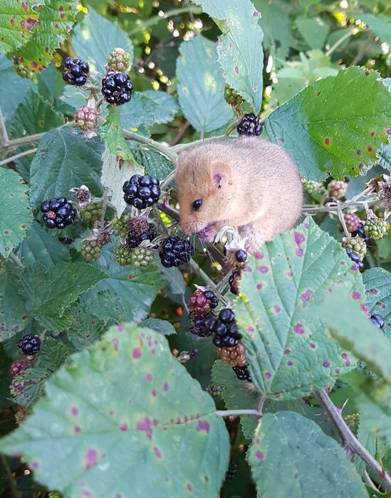 connys88 / wildenachbarn.ch 