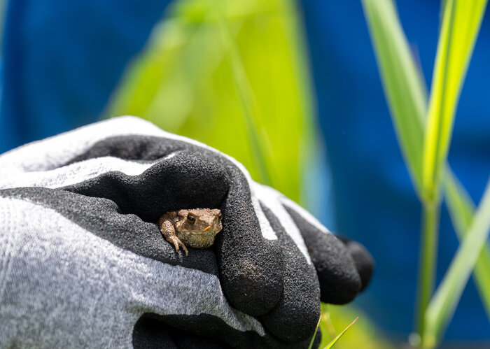 Eine Erdkröte sitzt in der Hand von einer Person und schaut in das Foto.