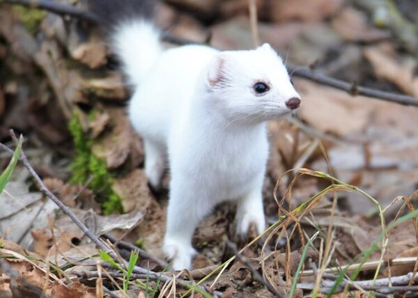 Ein Hermelin im Winterkleid schaut aufgecket in das Bild. Im Hintergrund ist Waldboden zu sehen.