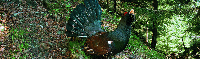 Ein Auerhuhn in seinem Lebensraum, dem Wald.