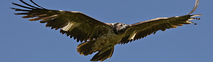 Bartgeier mit weit ausgebreiteten Flügeln im Flug von unten fotografiert. 