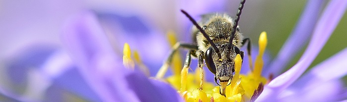 Biene auf einer lila Blume