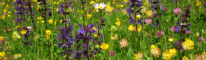 eine Nahaufnahme einer bunten Blumenwiese mit vielen verschiedenen, Wildblumen