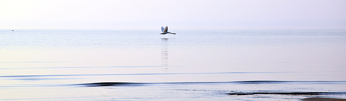 Ein Storch fliegt nahe an der Wasseroberfläche. Sein Spiegelbild zeichnet sich, im Licht der Dämmerung, auf den kleinen Wellen des Bodensees ab.