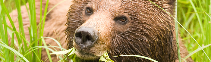 Braunbär ein Braunbär, welcher es sich im hohen Gras gemütlich gemacht hat