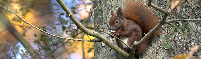 Ein Eichhörnchen, welches in den Ästen eines Baumes sitzt und an einer Nuss knabbet