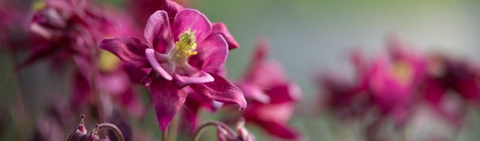 Eine Nahaaufnahme der gemeinen Akelai. Im hintergrund sind weitere gemeine Akelaien, verschwommen zu erkennen.