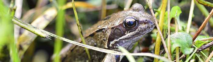 Ein Grasfrosch versteck sich im hohen Gras. Mit seinen Tarnfarben fügt er sich perfekt in die Umgebung ein.