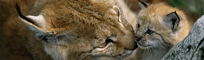 Eine Luchsmutter, die ihr Junges mit der Nase anstupst