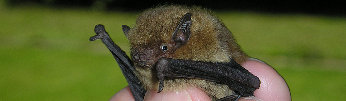 eine Nahaufnahme einer Rauhautfledermaus