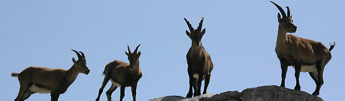 Eine Gruppe von vier Steinböcken welche im Vordergrund auf einem Felsen stehen. Im Hintergrund bildet der klare, blaue Himmel ein starker Kontrast zu den Tieren.