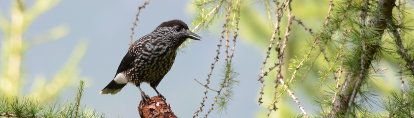 Ein Tannenhäher sitzt auf einem Ast im Nadelkleid einer Tanne.