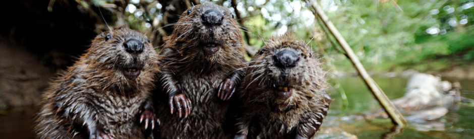 Drei Biber von vorne. Sie stehen nah beieinander und schauen direkt in die Kamera