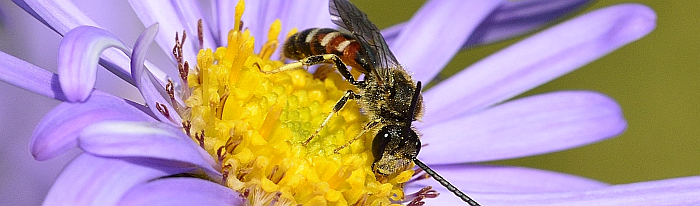 Biene auf einer lila Blume