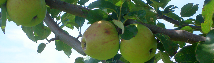 Ein Zweig eines Apfelbaumes an welchem drei, noch nicht ganz reife, Äpfel zu sehen sind.