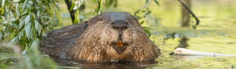 Ein Biber schwimmt direkt auf die Kameralinse zu. 
