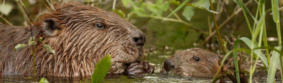 Zwei Biber sind zur Hälfte unter Wasser. Sie schauen sich gegenseitig an, wärend sie an einem Stuck Futter knabbern.. 