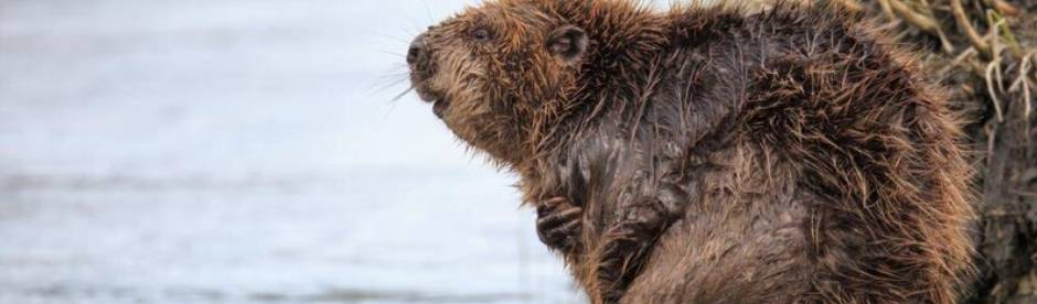 Ein vom Wasser verstrubbelter Biber, welcher am Ufer eines Flusses eine Schwimmpause einlegt.